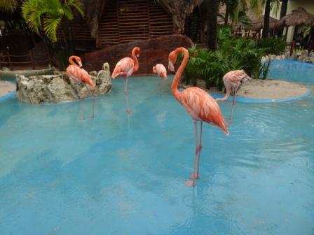Costa Maya Flamingo